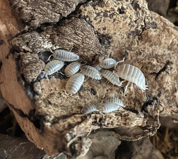 STL Geckos Porcellio Laevis White