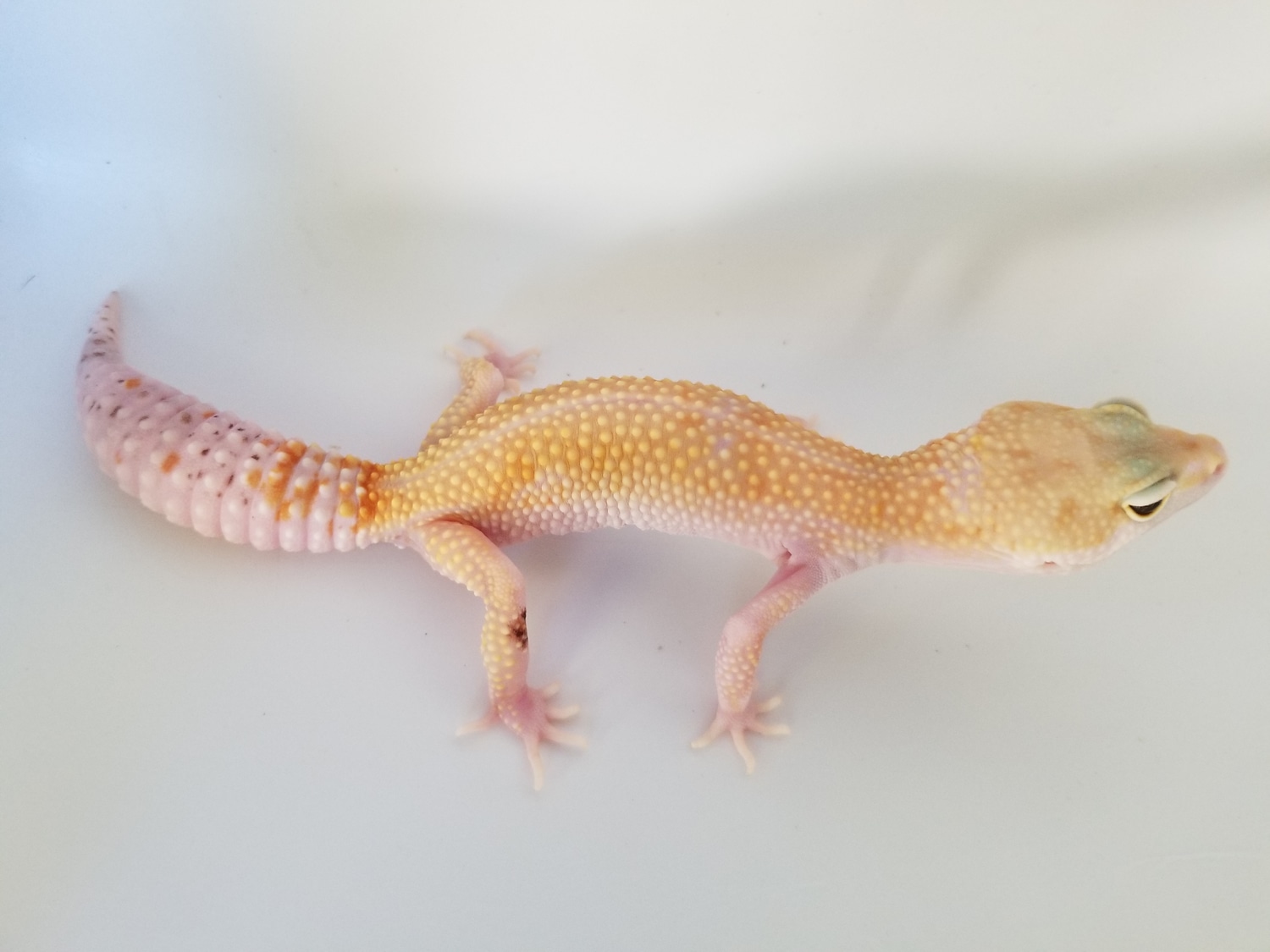 Hypo White Yellow With Paradoxing Leopard Gecko by Midnight Exotics