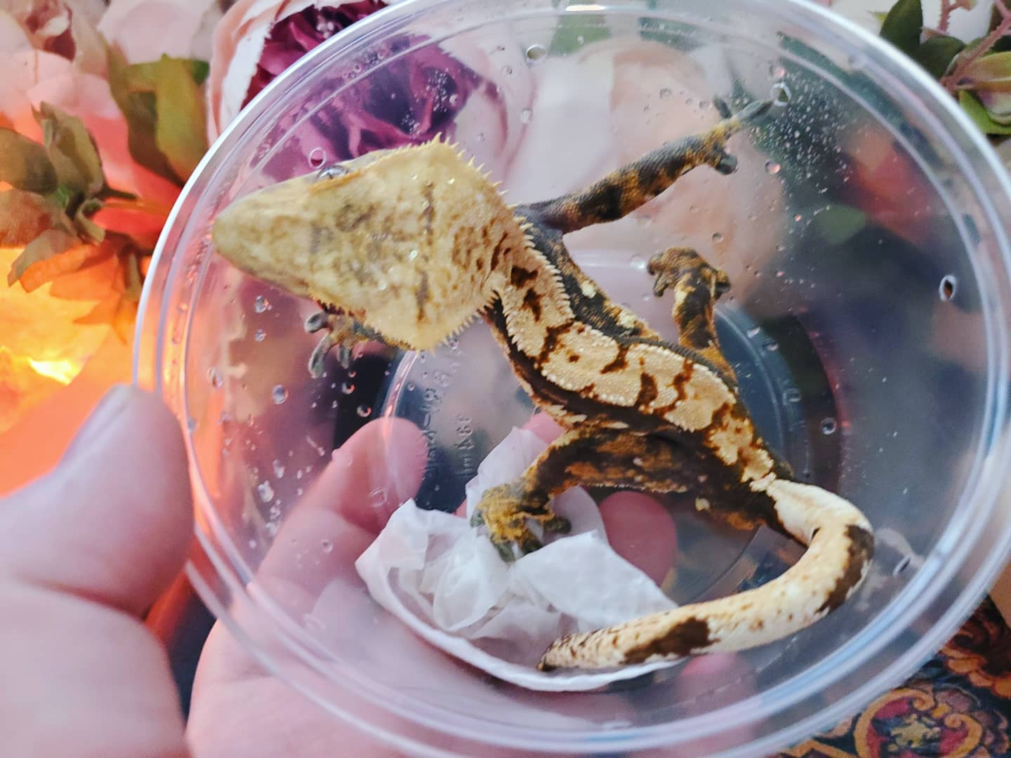 Tricolor Crested Gecko by DCM Reptiles & Exotics