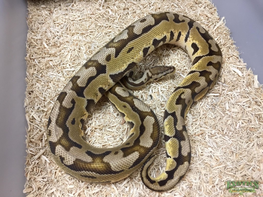Pastel Puzzle Ball Python by Exotics by Nature Co.