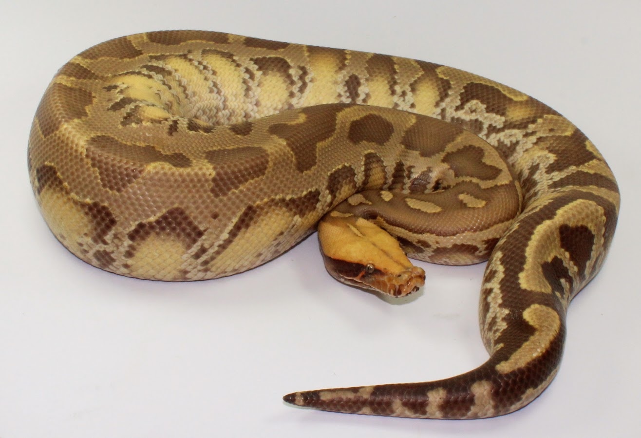 Caramel Sumatran Short-tailed Python by Designer Ball Pythons