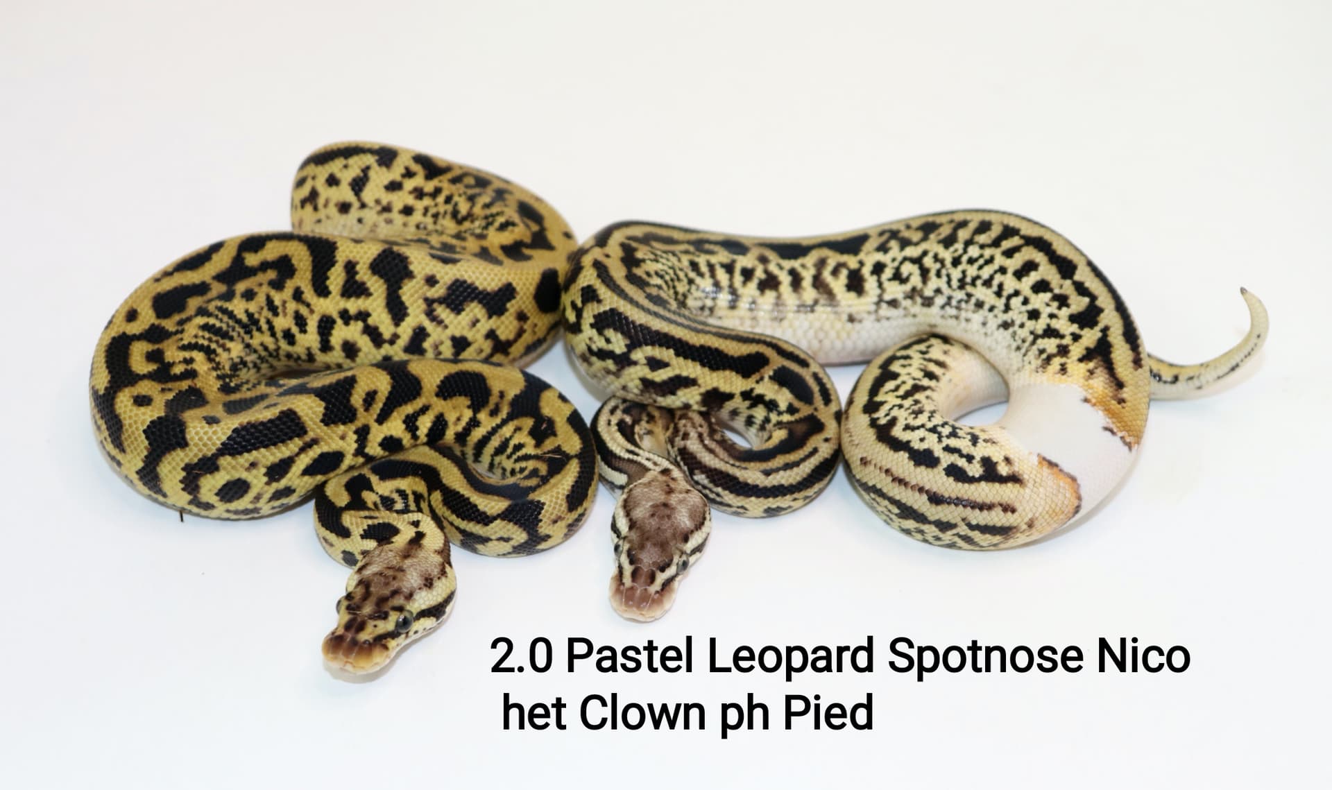 Pastel Leopard Spotnose Nico het Clown PH Pied by DNJ Pythons