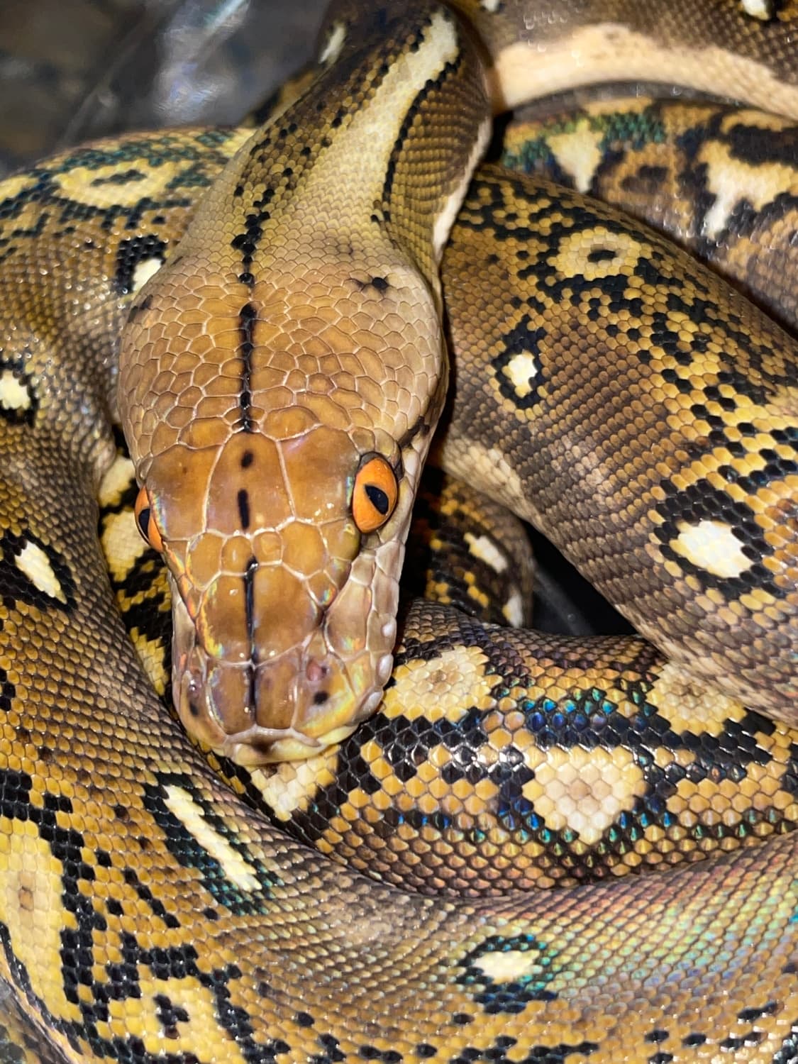 Phantom Reticulated Python by Dna Slithers & Critters