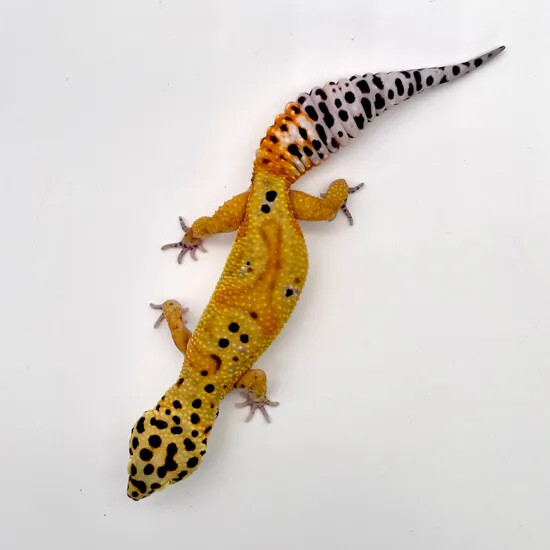 Clown - Leopard Gecko by Canakin Reptiles