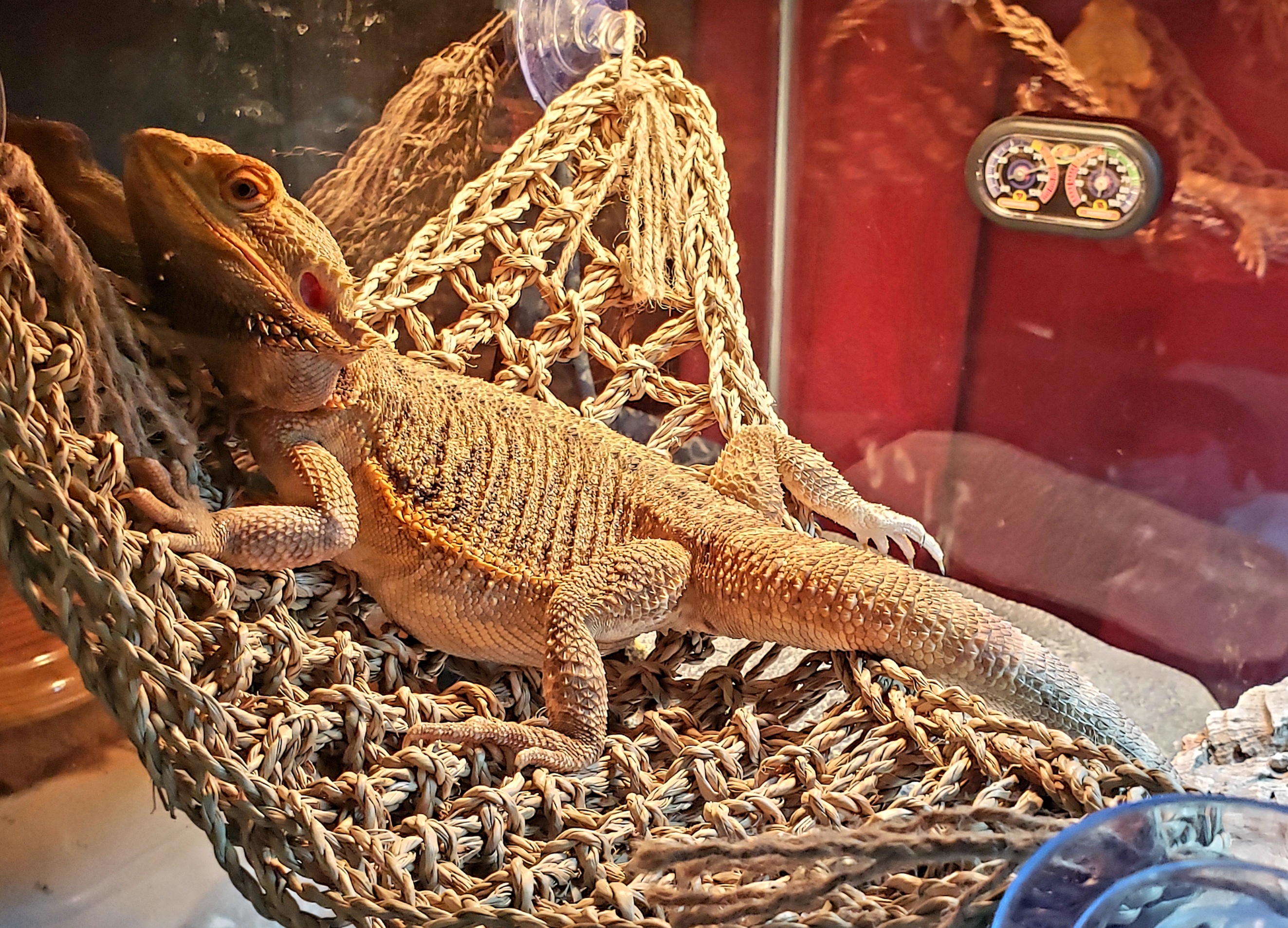 Normal - Bearded Dragon Traits - Morphpedia