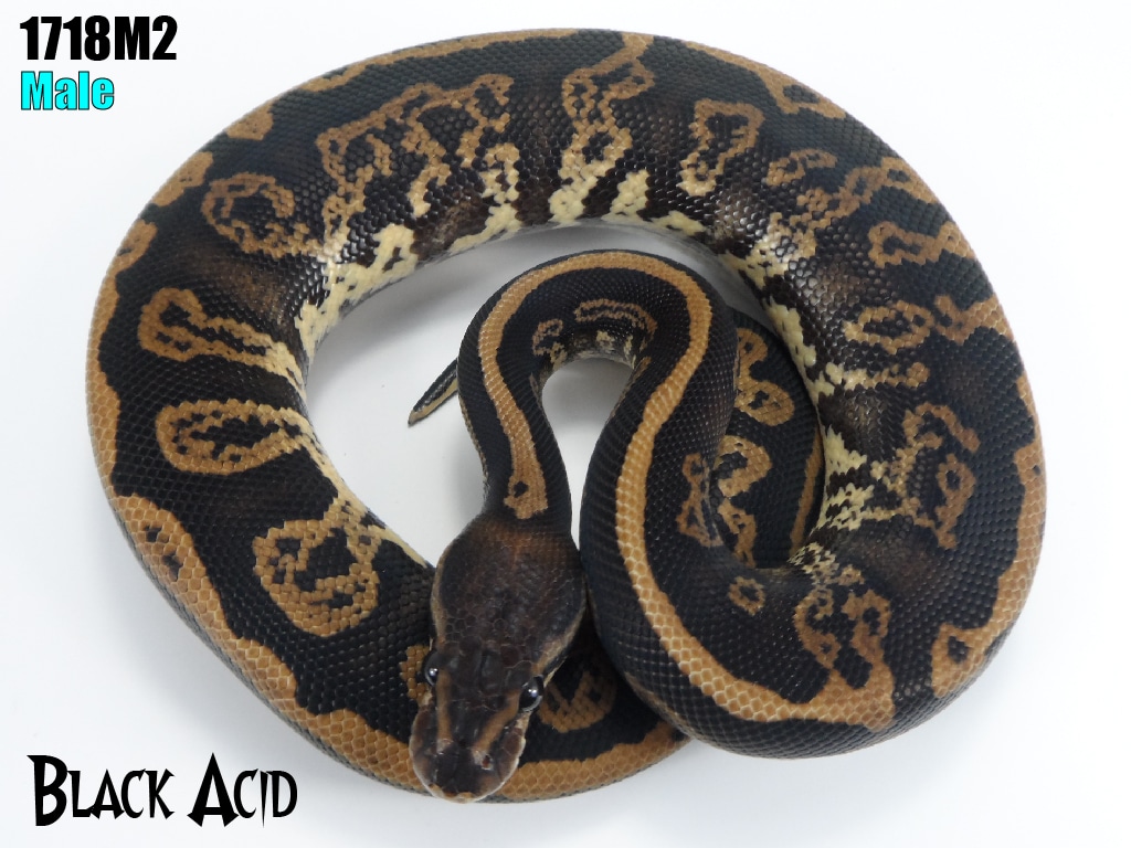Black Acid Ball Python by J-Royals Reptiles1