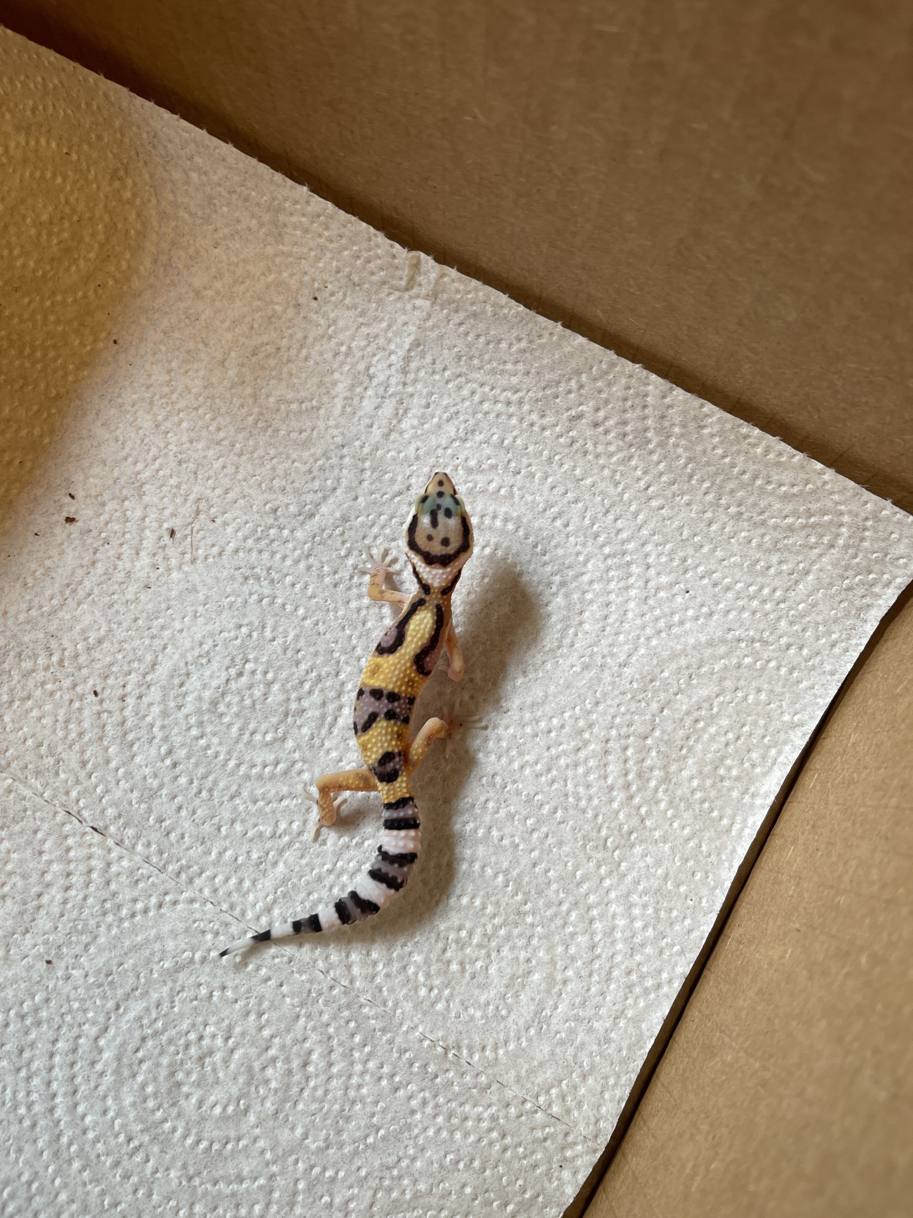 Normal Leopard Gecko by Tolley Reptiles