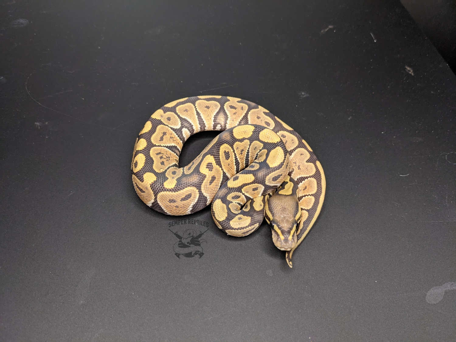 Hypo Ball Python by Semper Reptiles