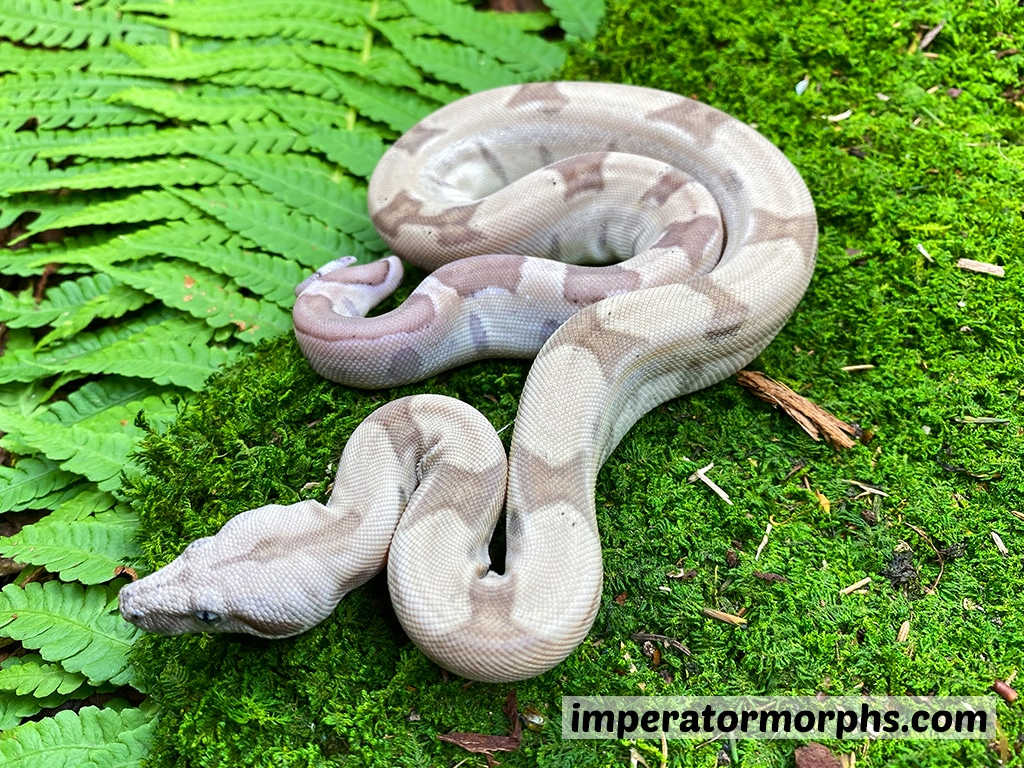 Ghost Het VPI Snowglow Leopard Boa Constrictor by Imperatormorphs GbR