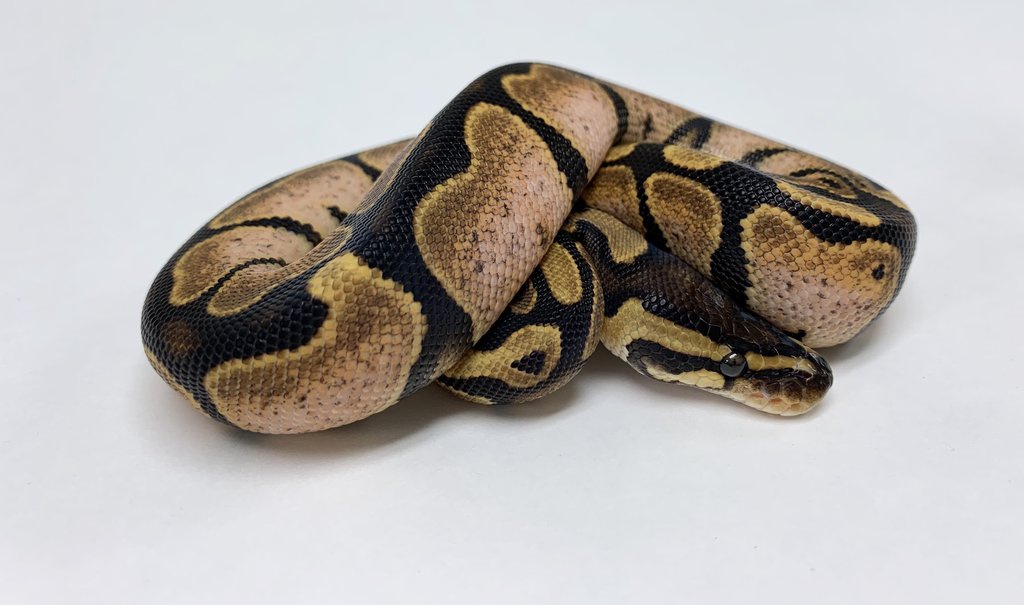 Calico Ball Python by BHB Reptiles