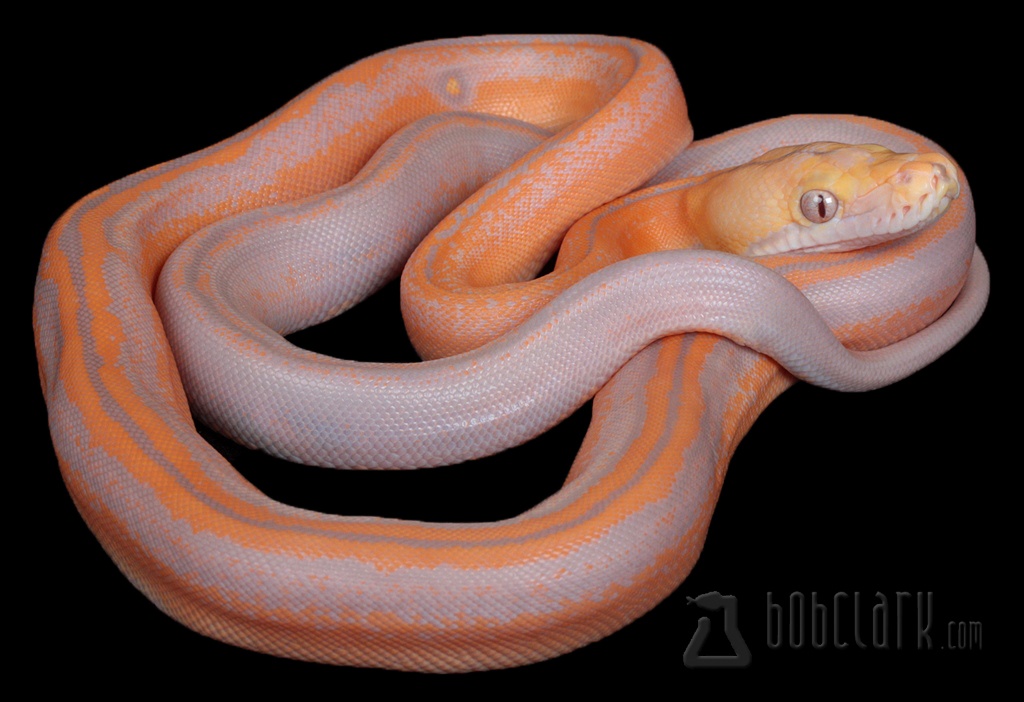 Purple Albino Golden Child Tiger Reticulated Python by Bob Clark Reptiles