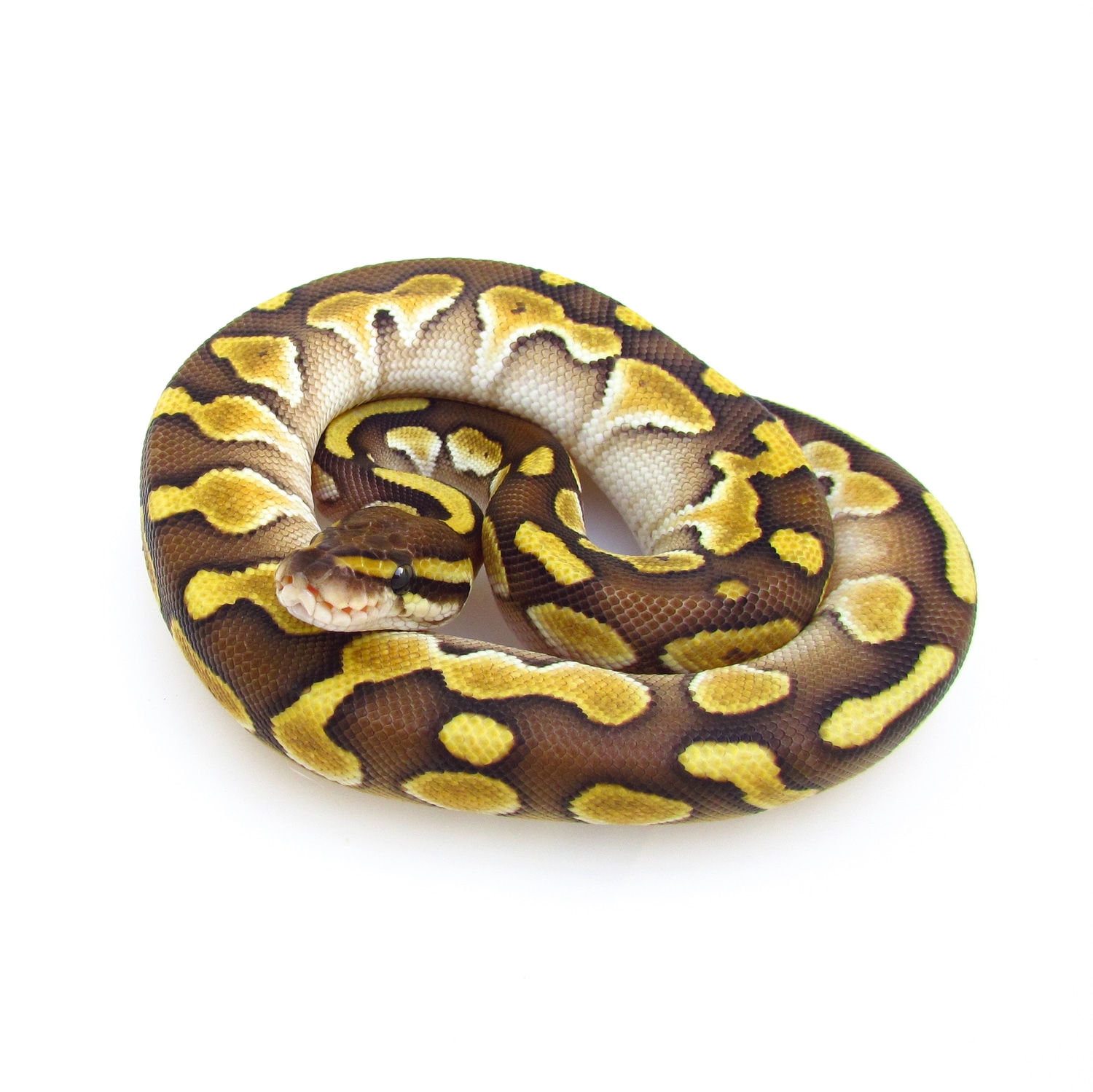 Butter Ball Python by SnakesnAdders South Africa