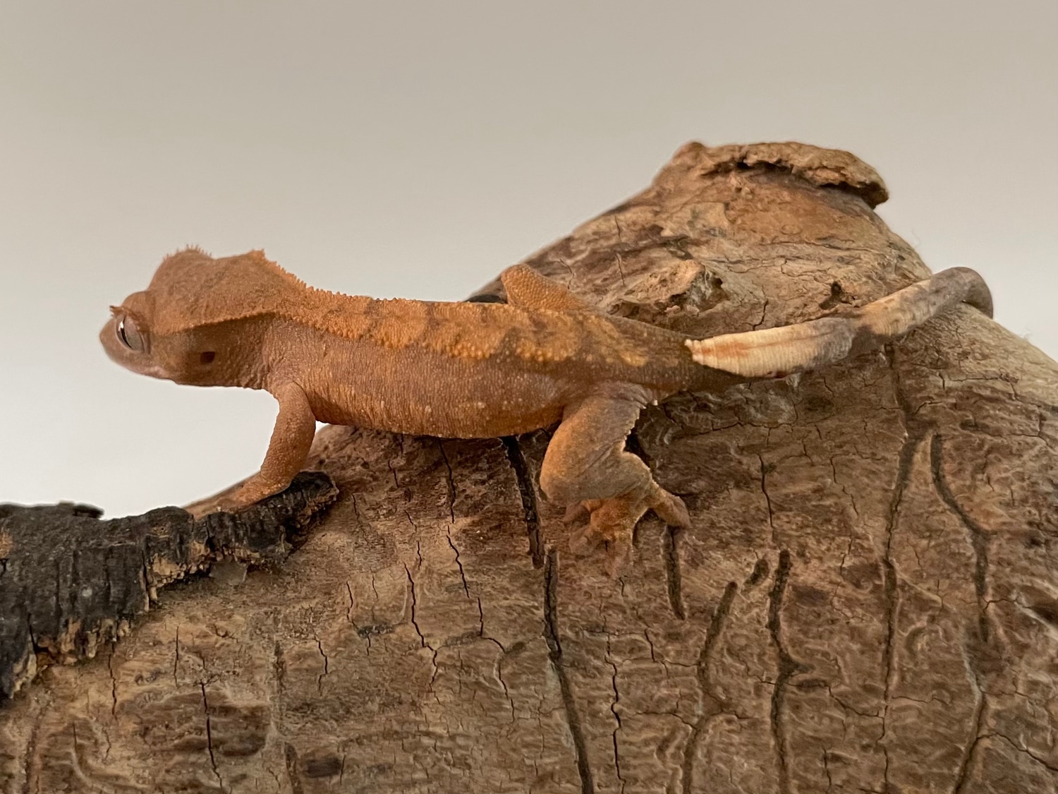 Harlequin Crested Gecko by Green Stuff Exotics