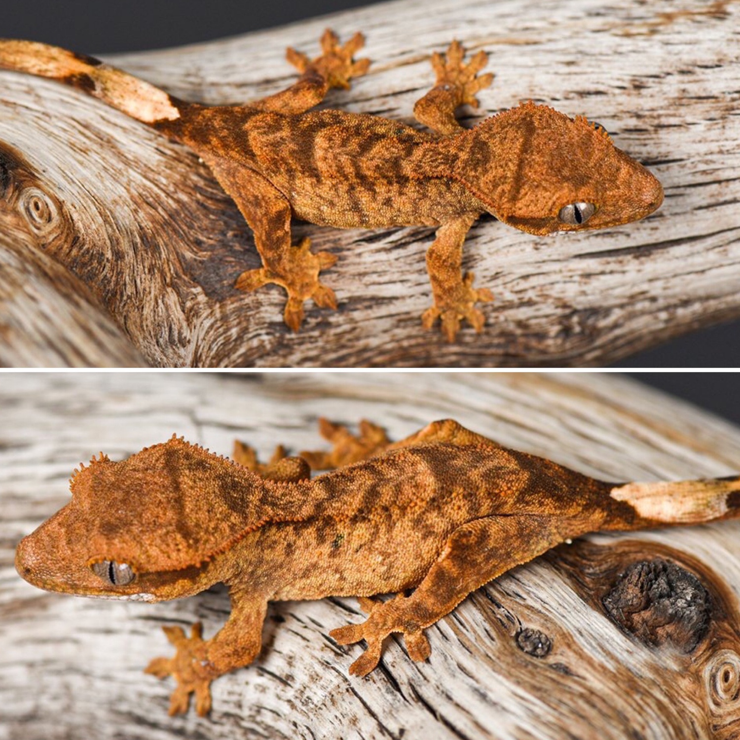 Super Tiger Crested Gecko by Fringemorphs