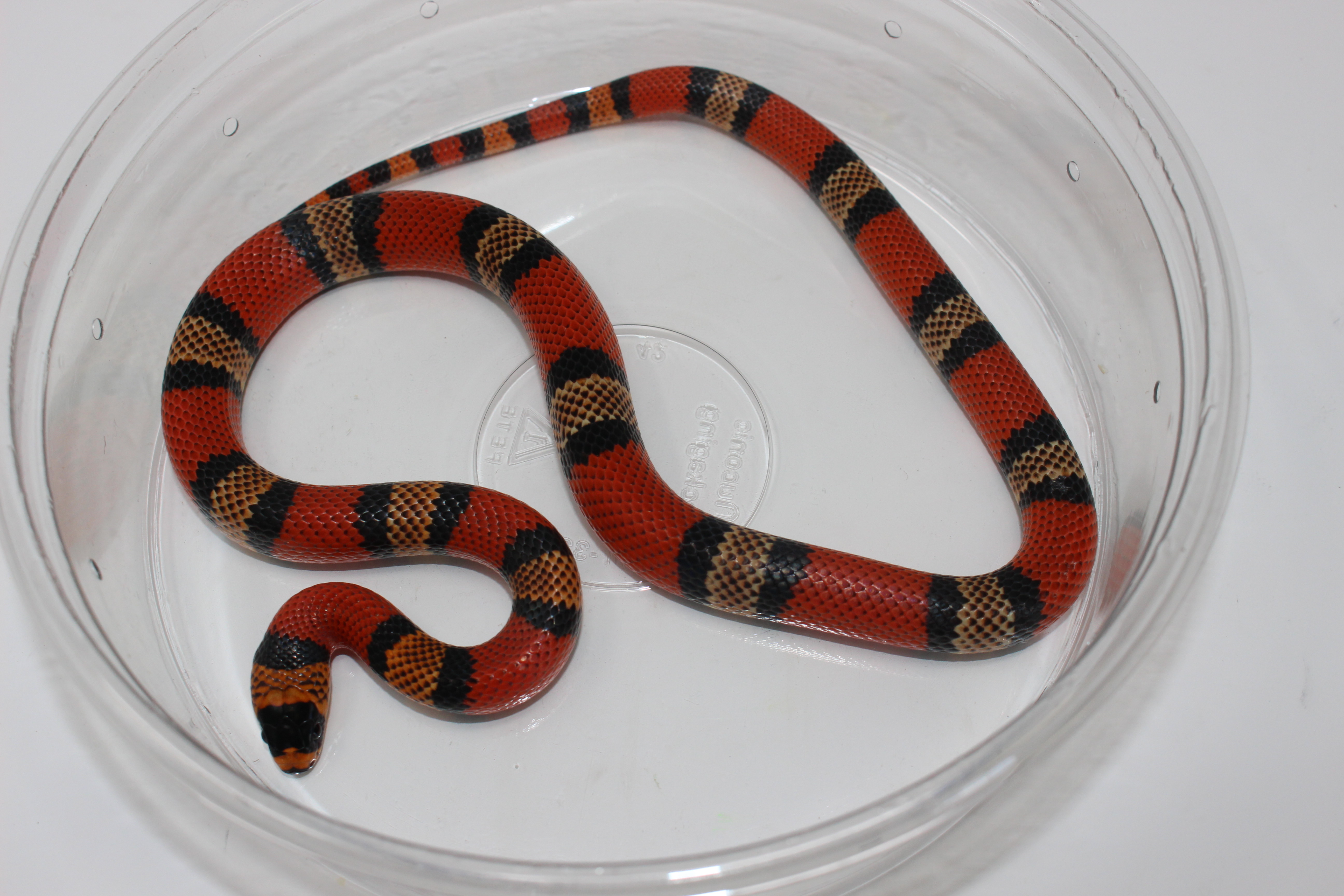Tangerine Honduran Milk Snake by Imperial Reptiles & Exotics, LLC