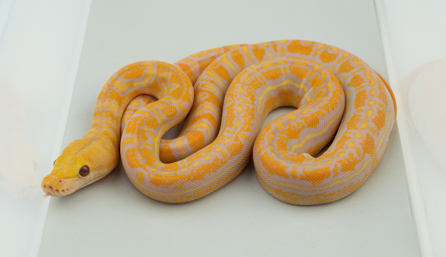 Lavender Sunfire Anthrax 66% Poss Het Genetic Stripe Reticulated Python by Warren Reptiles