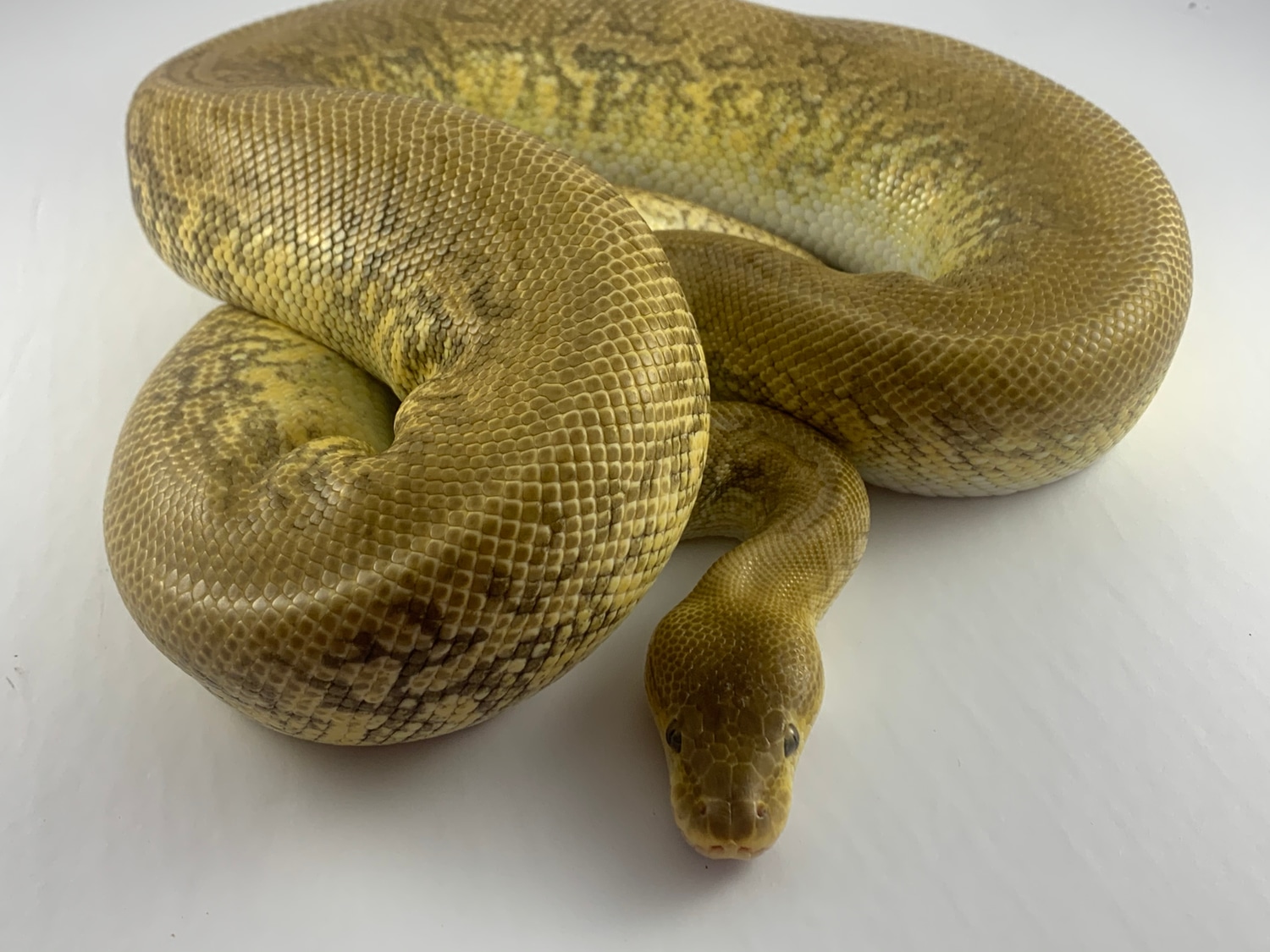 Pastave Monsoon Ball Python by West Texas Royal Pythons