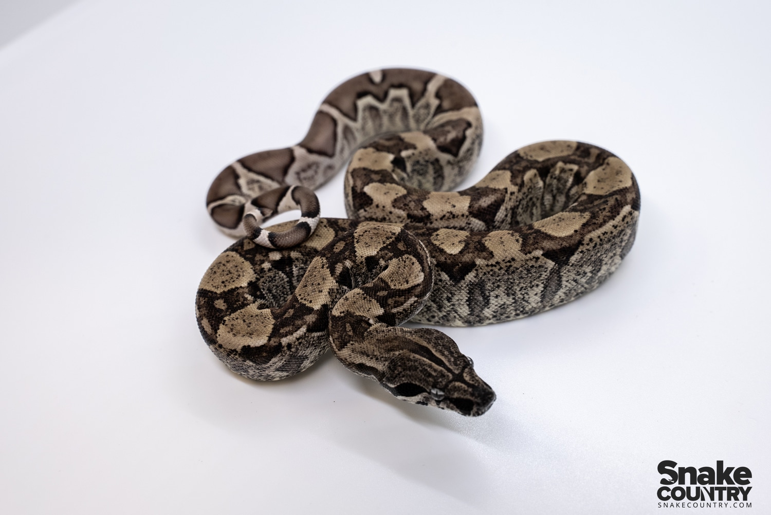 Ghost IMG 66% Het VPI Boa Constrictor by Snake Country