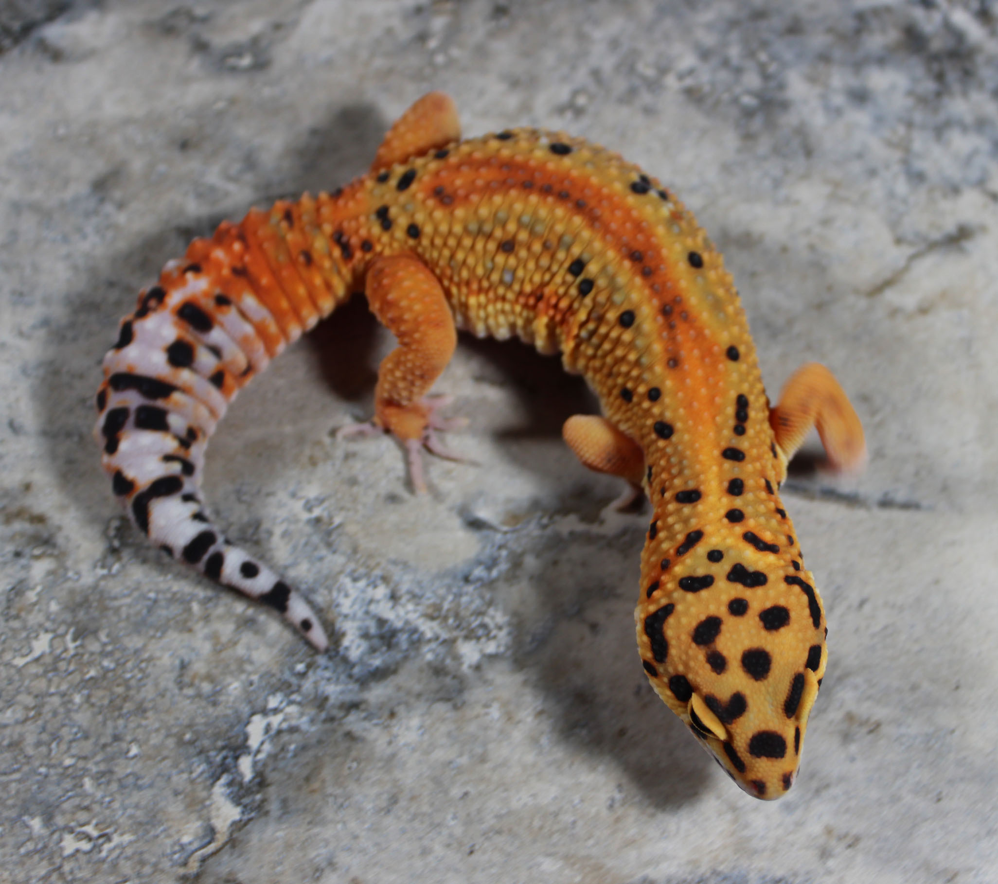Firebold Leopard Gecko by Lunation Geckos