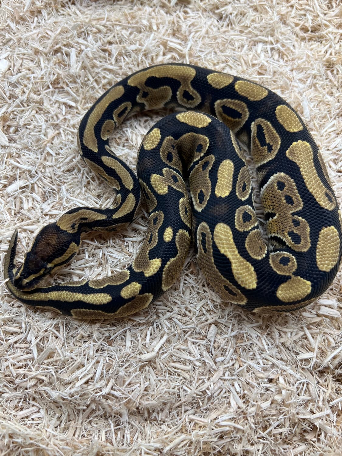 Special Ball Python by Prehistoric Pets