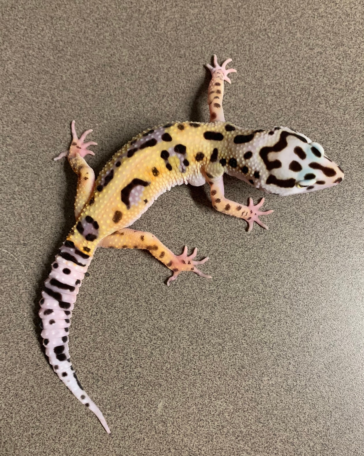 Giant Line Bold Tangerine Jungle Pos. W/Y Pos. Het. Eclipse Leopard Gecko by Fat Daddy’s Geckos