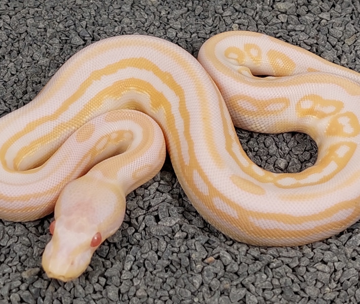 D-Stripe Albino Cinnamon by Notm Regius