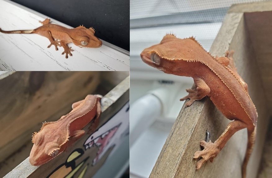 Red Patternless Portholes Crested Gecko by Em's Cresties