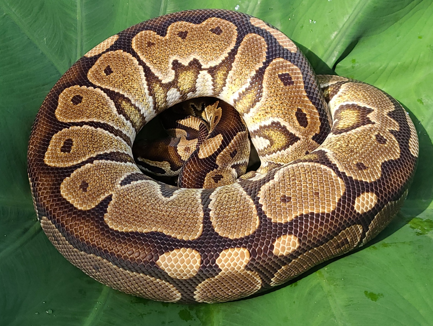 HRA Ball Python by D & M Reptiles
