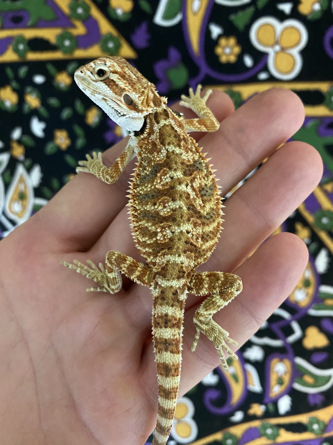 Citrus Tiger 50% Het Hypo Central Bearded Dragon by Mile High Dragons