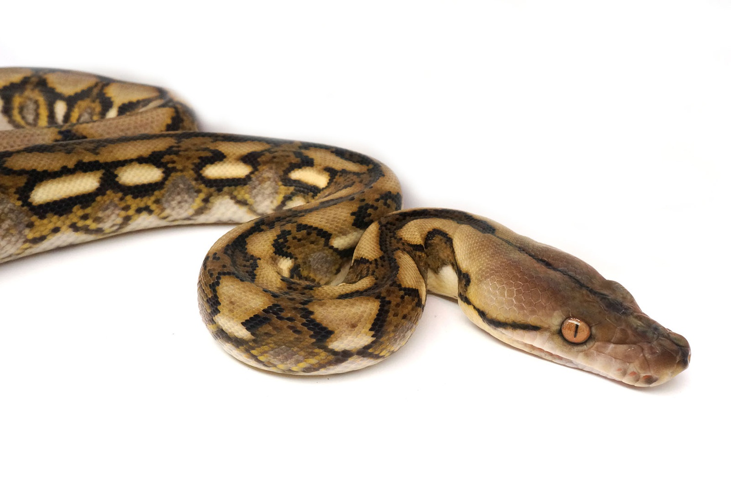Tiger Reticulated Python by New England Reptile Distributors