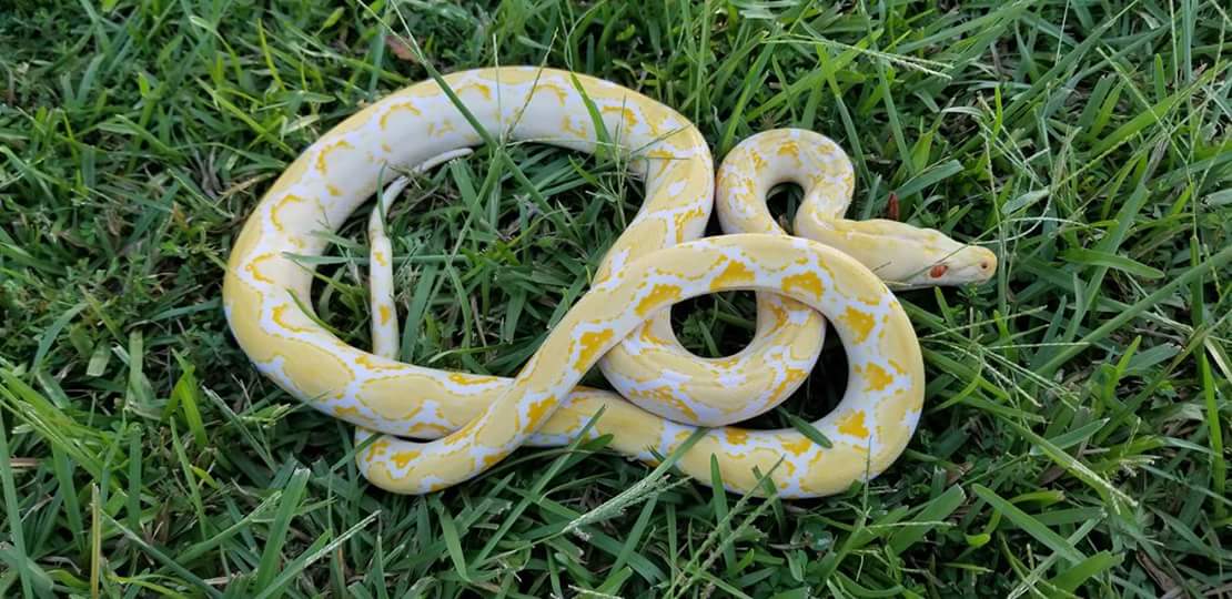Amel #2 Reticulated Python by A&J Exotics