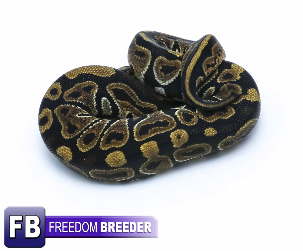 Nanny Ball Python by Freedom Breeder