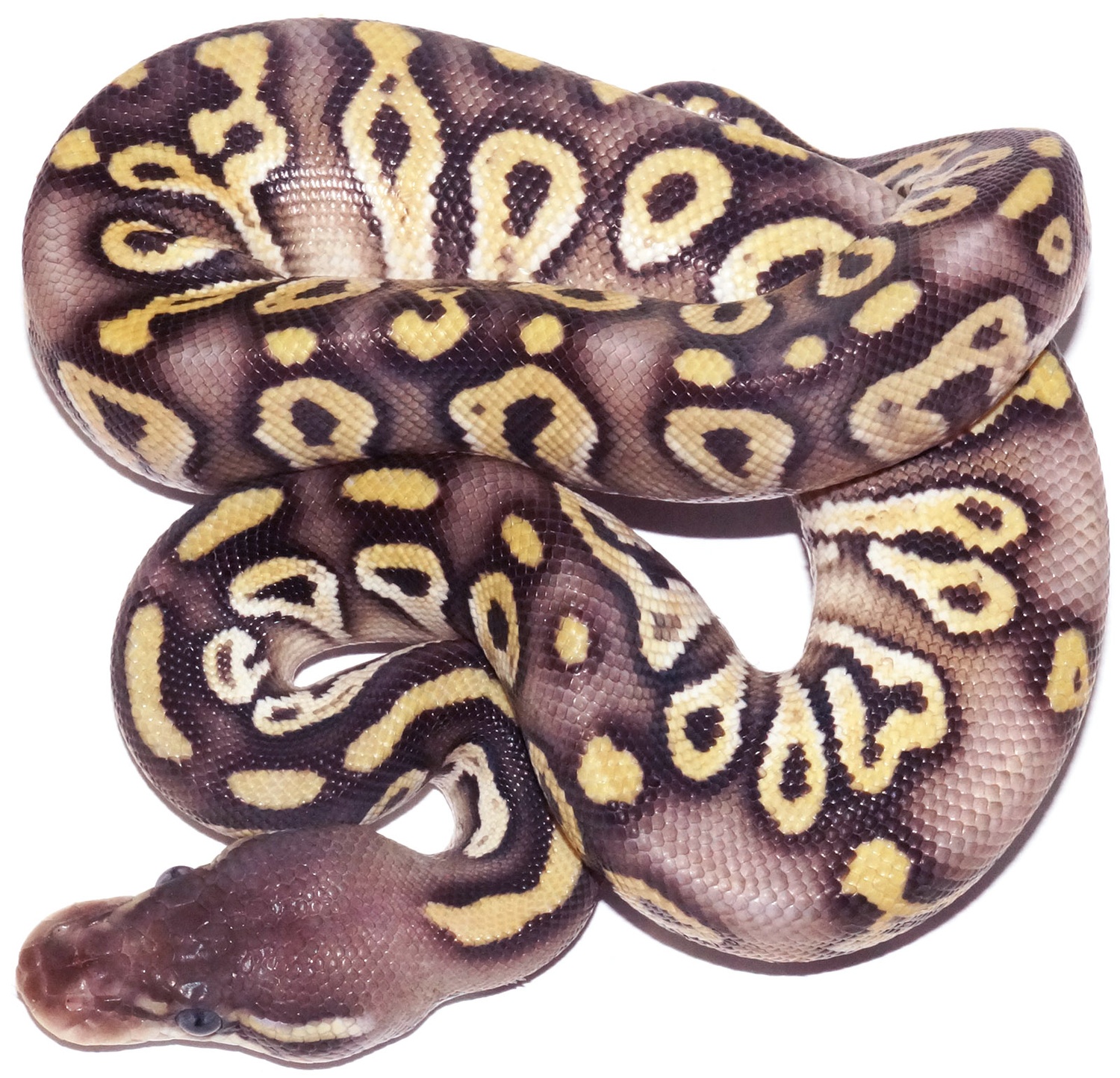 Pastel Mojave Odium Ball Python by New England Reptile Distributors