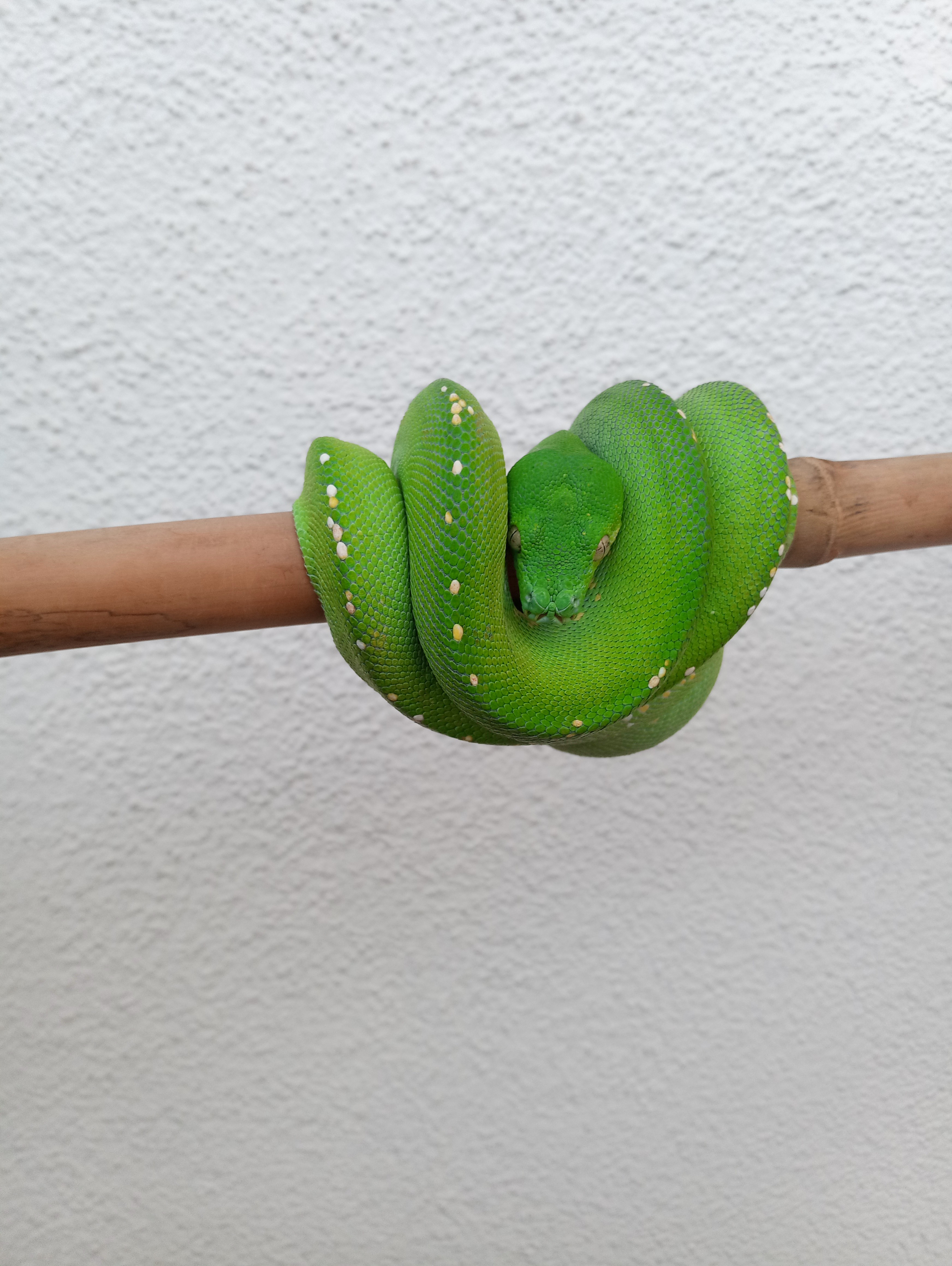 Aru Green Tree Python by Epic Ectotherms