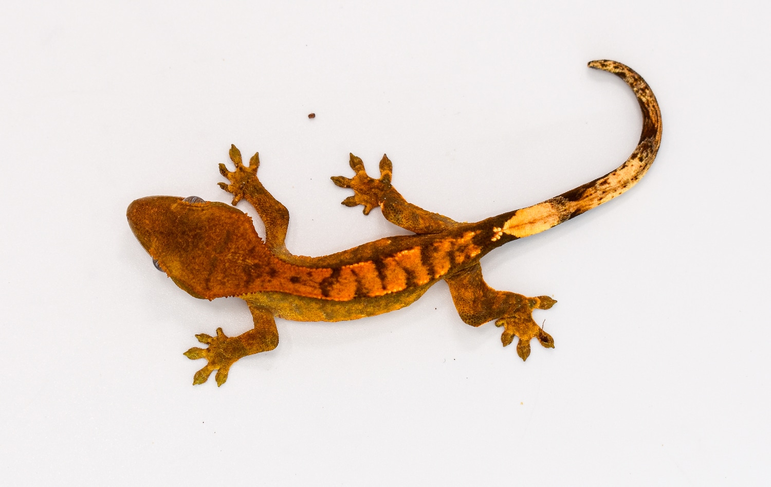 Orange Brindle Crested Gecko by Rhac N Roll