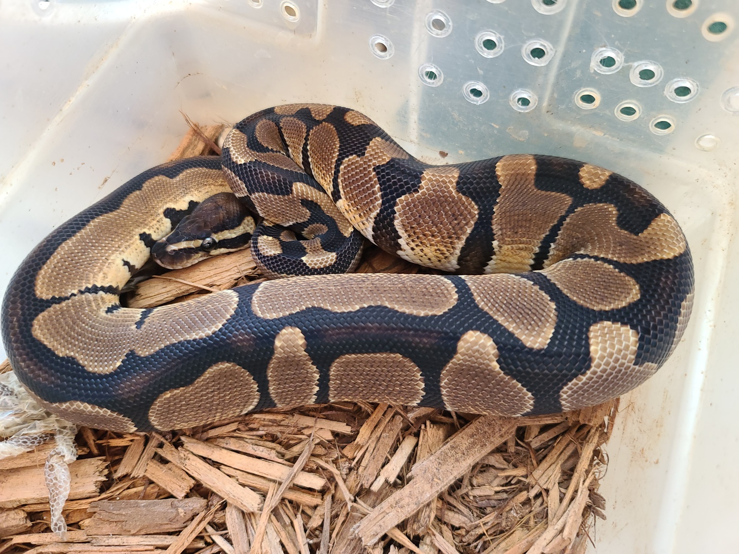 Super Jolliff Tiger Possible Double Het Snow Ball Python by Extraordinary Ectotherms