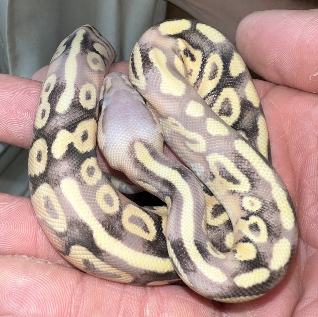 Paradox? Parents were Mojave x banana pastave - Ball Pythons ...