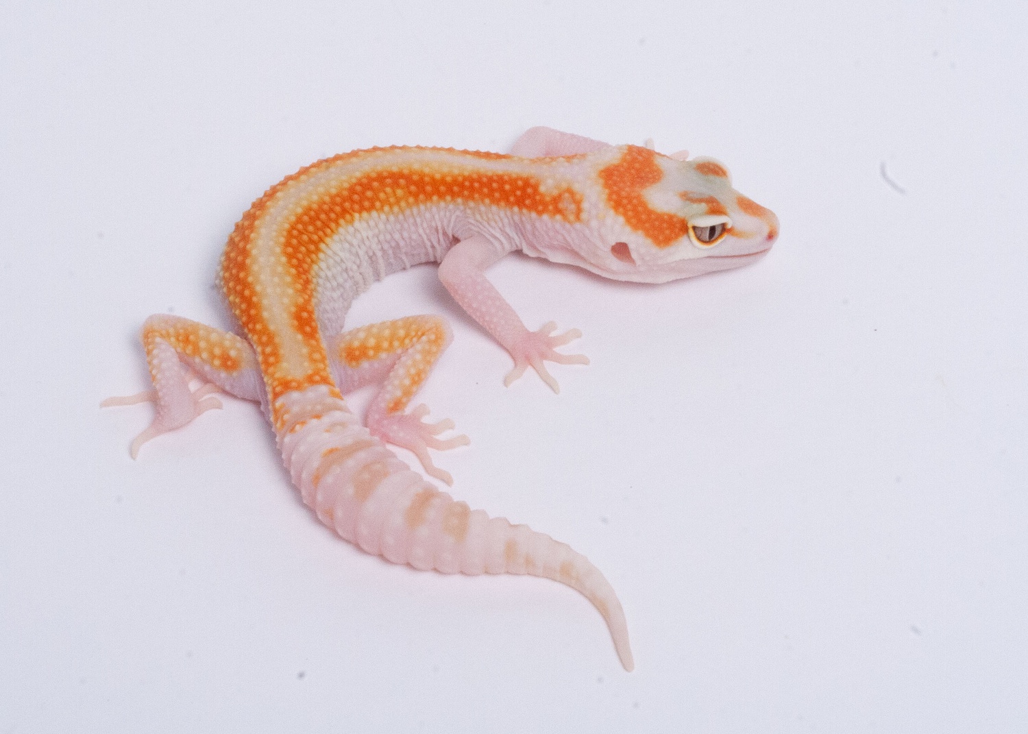 Tremper Tangerine White And Yellow Poss. Het Raptor Leopard Gecko by Gecko Daddy