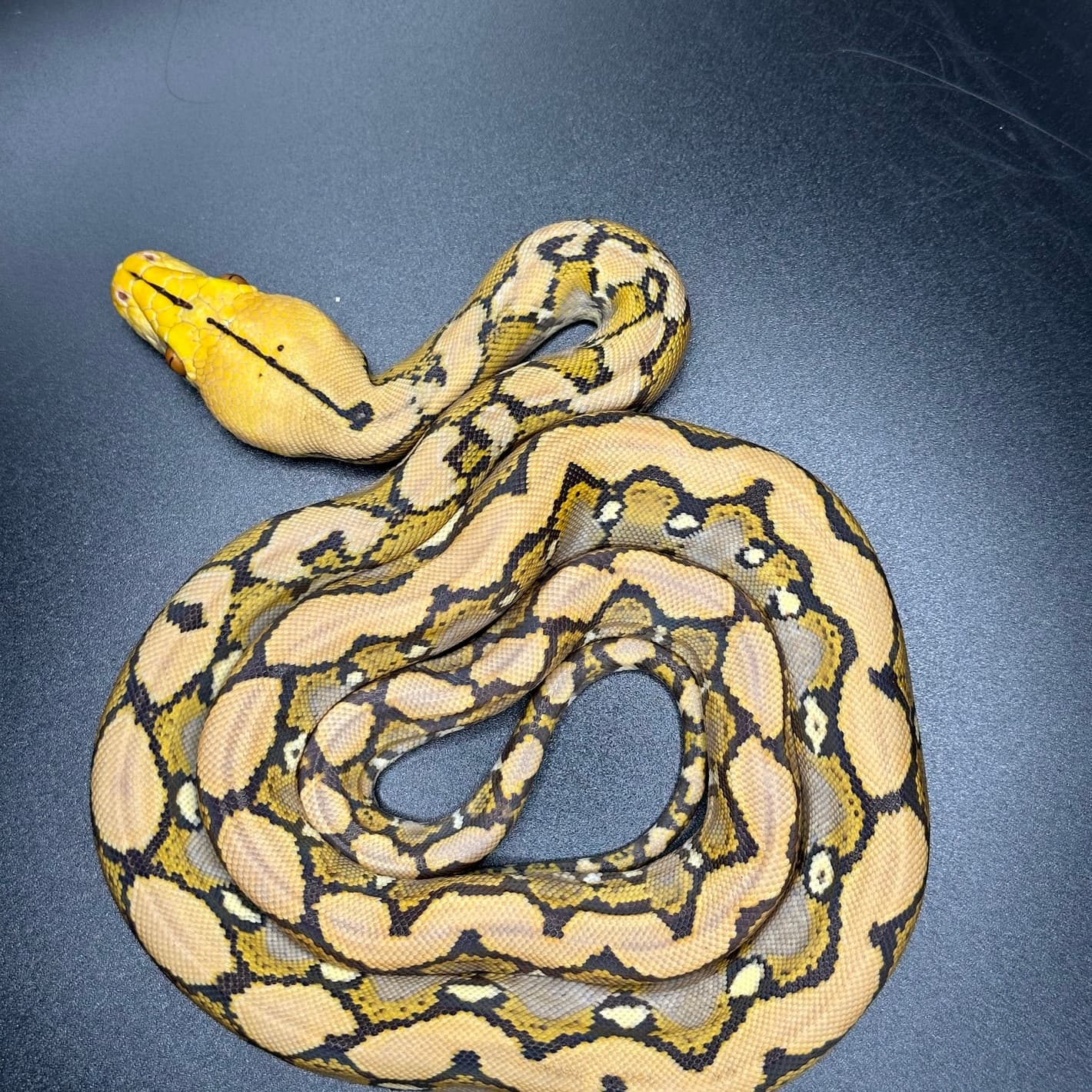 Caramel Albino Reticulated Python by D-Rassic Park