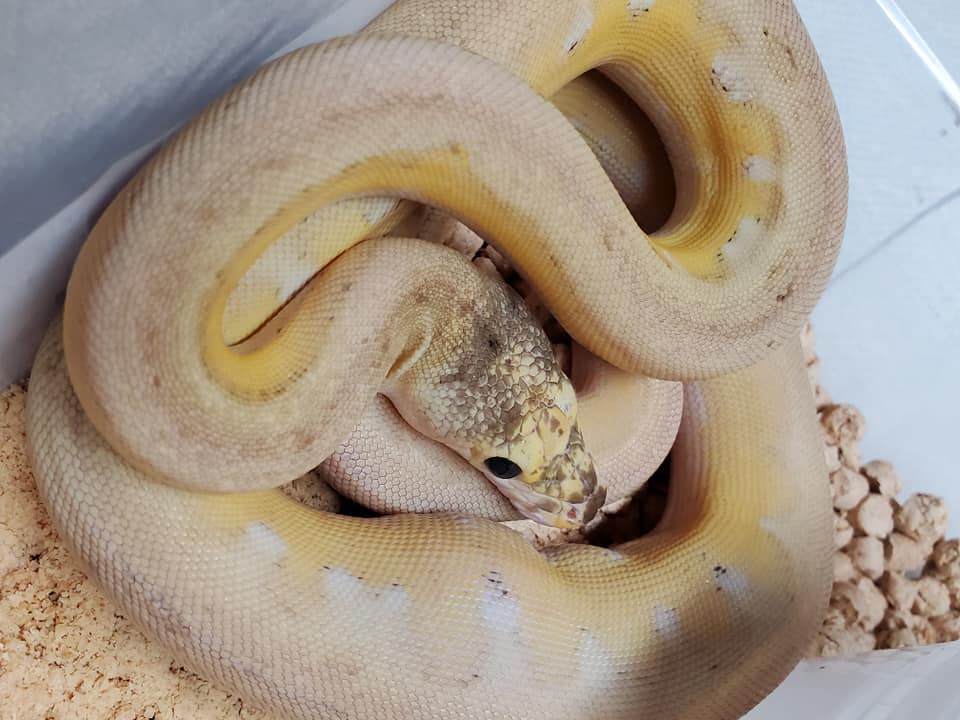 Platinum (Ultra) - Reticulated Python Traits - Morphpedia