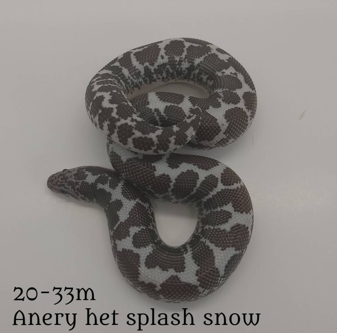 Anery Het Snow Splash Sand Boa by West Ridge Reptiles