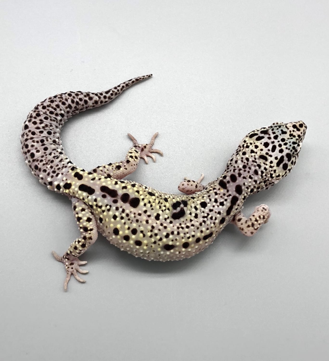 Mack Snow Enigma Leopard Gecko by Luna Geckos