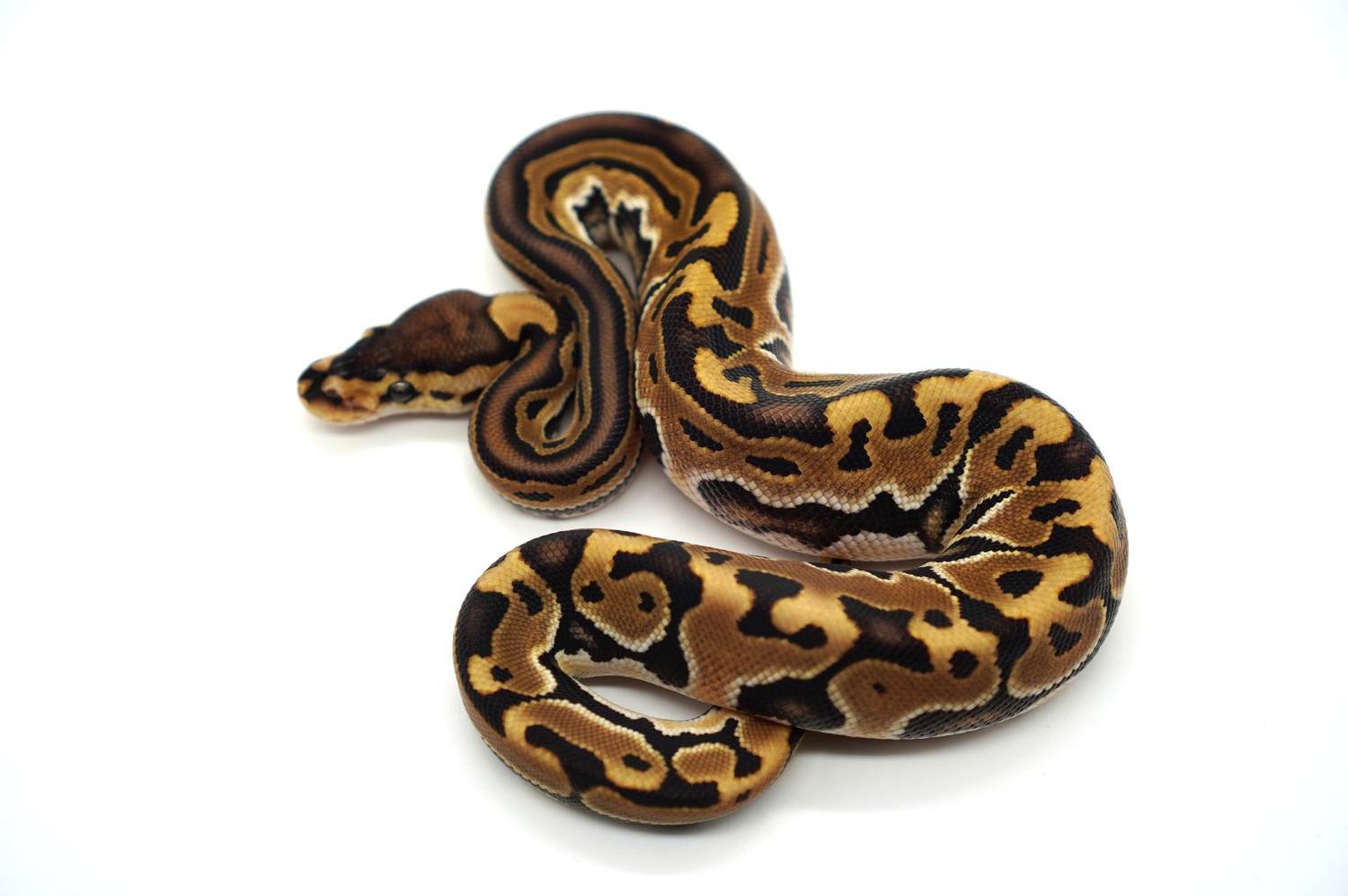 Het Red Axanthic Puzzle Ball Python by Ozzy Boids LLC