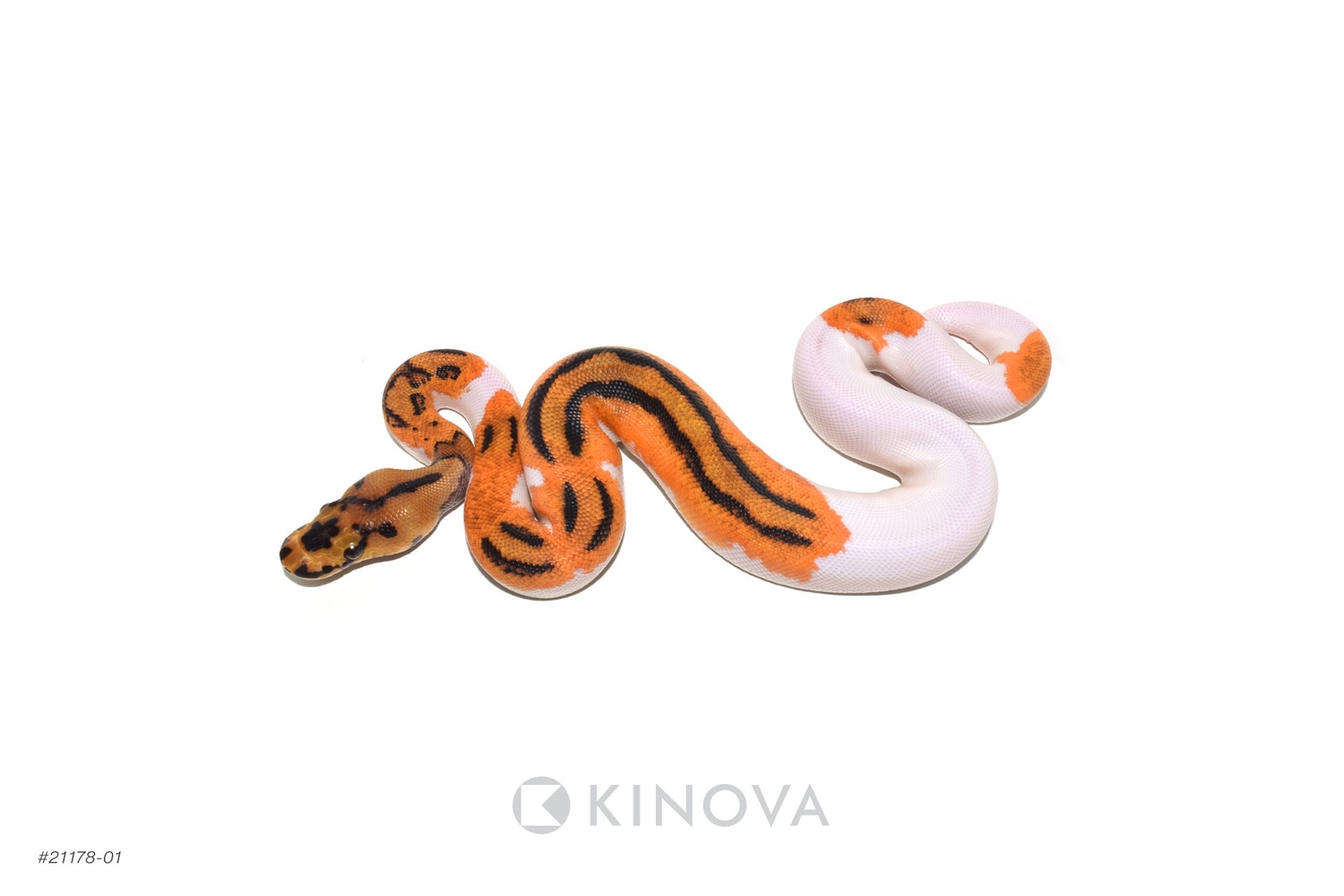 Clown Ball Python by Exotic Empire Pets - MorphMarket