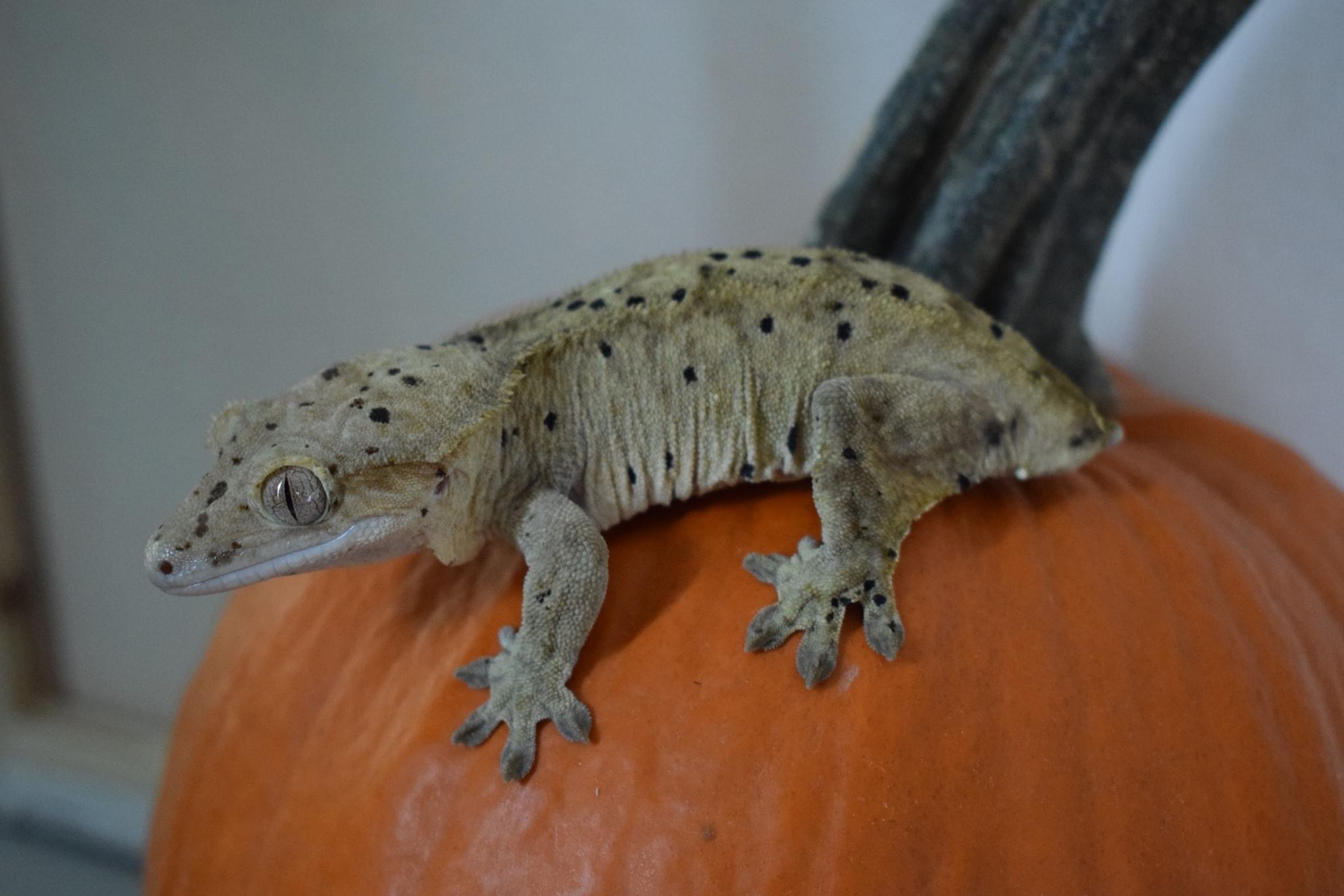 Dalmatian Crested Gecko by Zupi Reptiles LLC