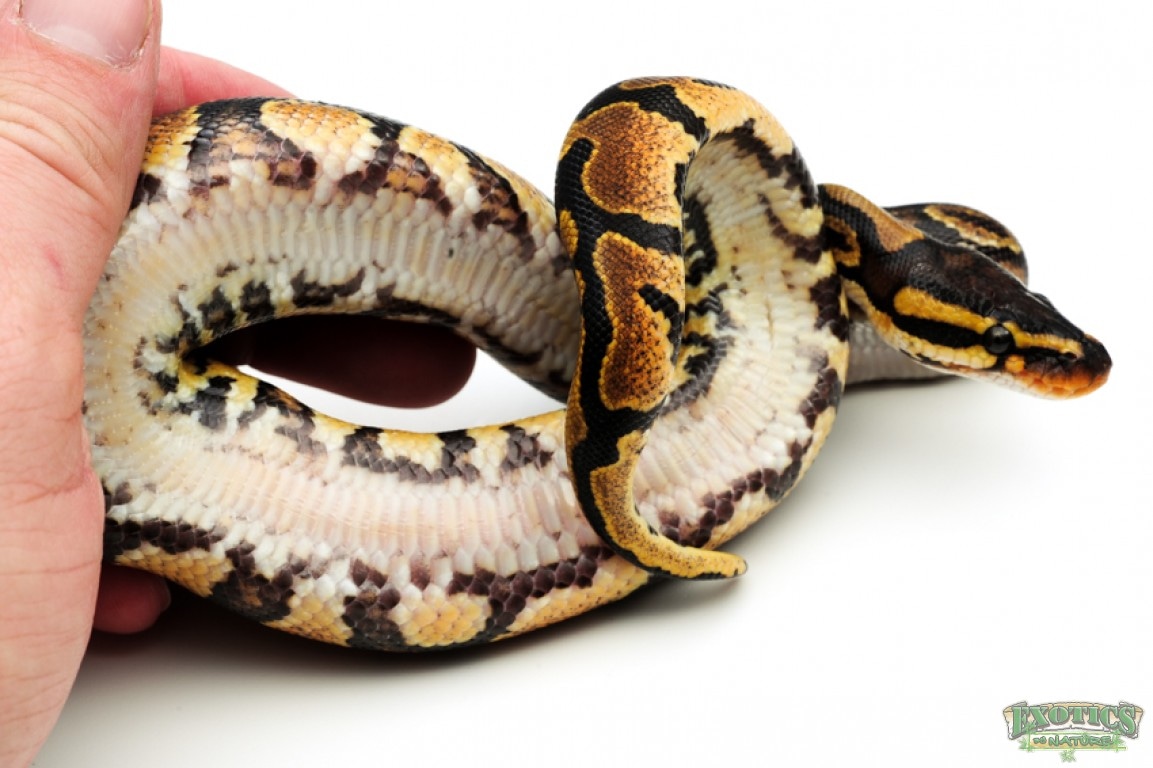 GRAVEL Guaranteed!! Ball Python by Exotics by Nature Co belly