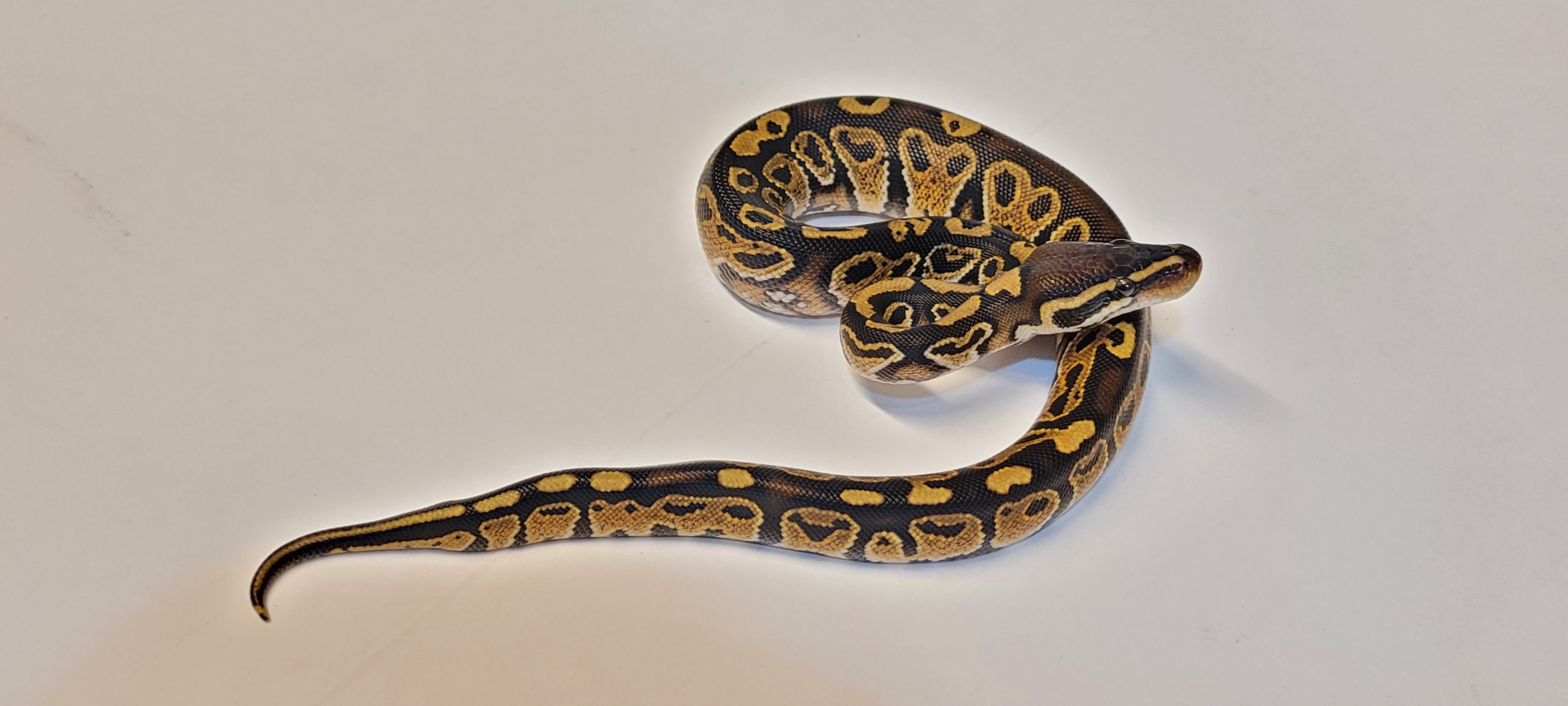 Trick Male Ball Python by DnKreptiles