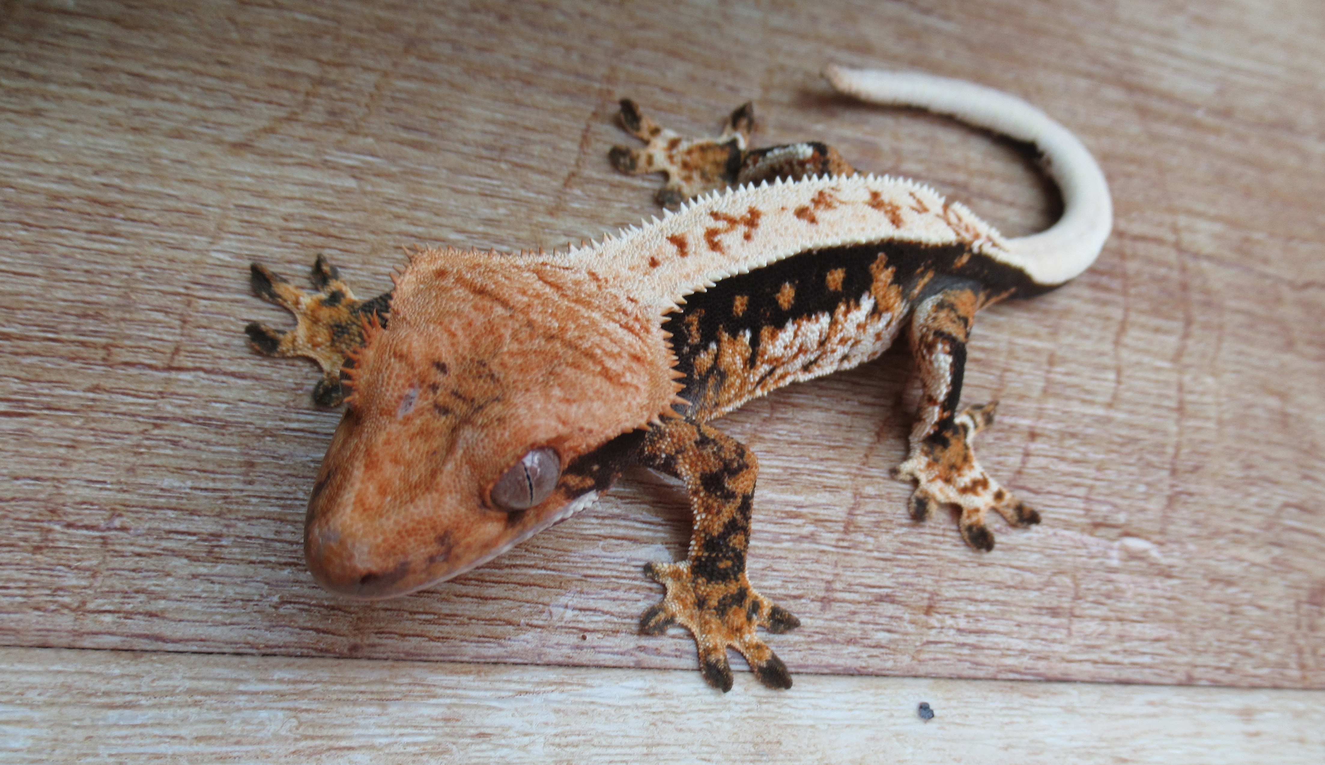 High % pinstripe Tricolour by FoxReptiles