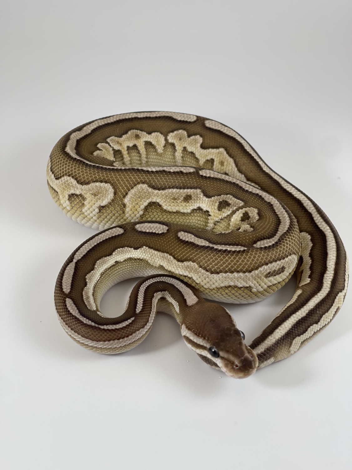 Lesser Cinnamon Fusion Ball Python by Family Reptiles Lakeland