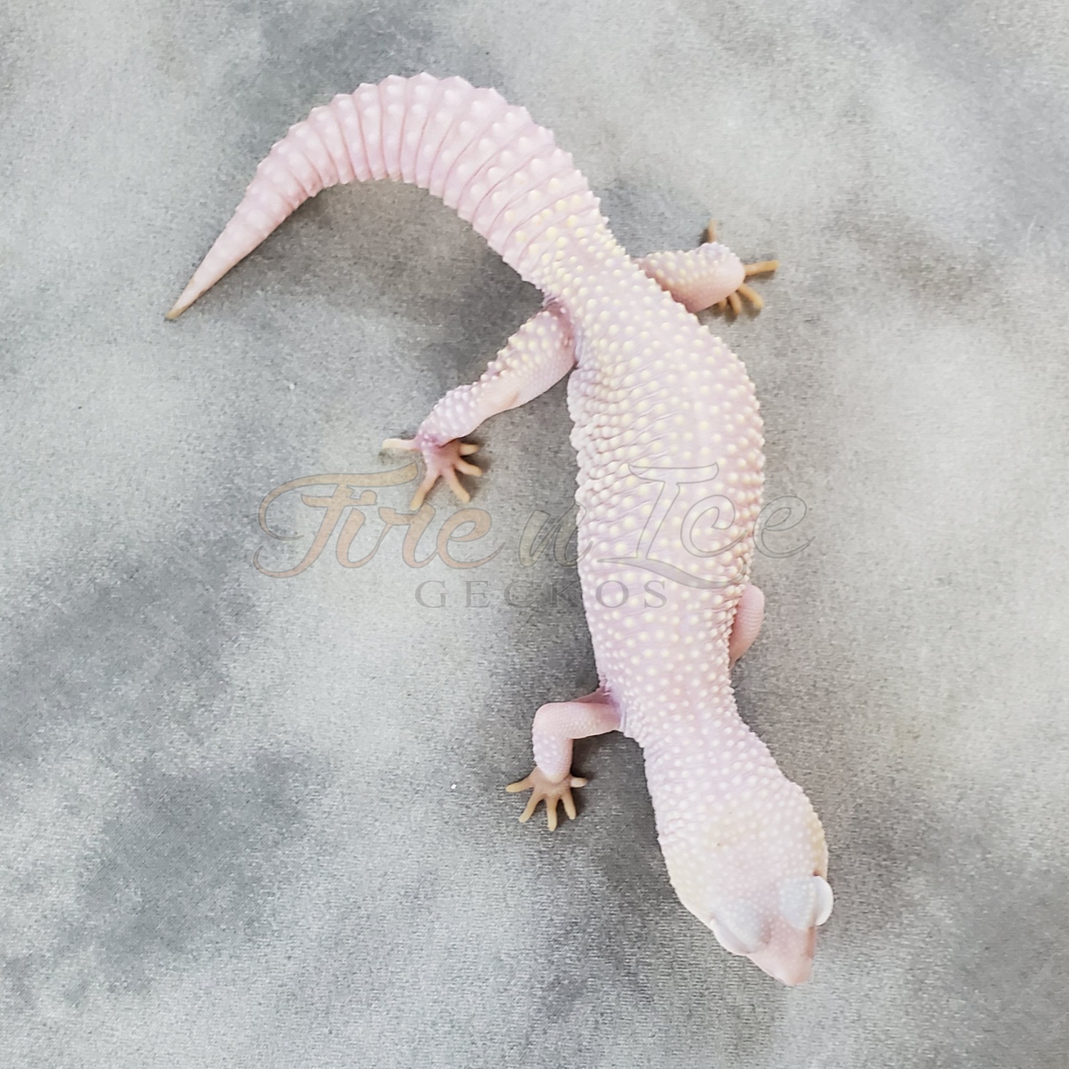 White Knight Leopard Gecko by Fire n' Ice Exotics